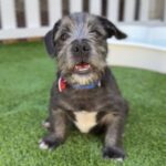 Raphael is a Terrier.