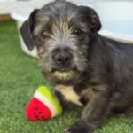 Raphael is a Terrier.