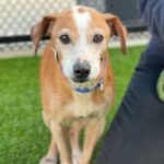 Peter is a Beagle.