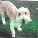Neil is a Havanese.