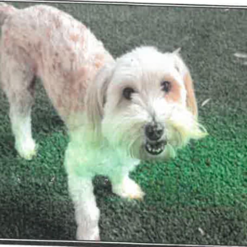 Neil is a Havanese.