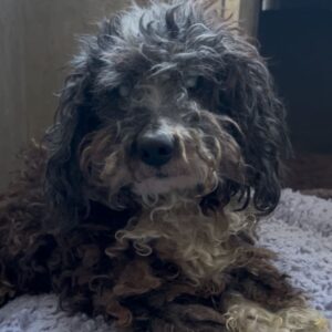 Papa John is a Poodle, Miniature.