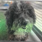 Papa John is a Poodle, Miniature.