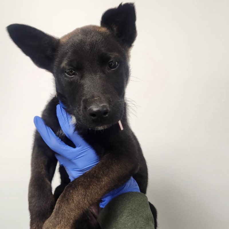 Paxton is a Shepherd/Mixed Breed (Medium).