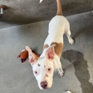 Bertha is a Terrier, American Staffordshire.
