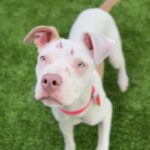 Bertha is a Terrier, American Staffordshire.