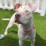 Bertha is a Terrier, American Staffordshire.