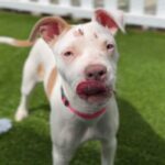 Bertha is a Terrier, American Staffordshire.