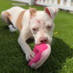 Bertha is a Terrier, American Staffordshire.