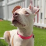 Bertha is a Terrier, American Staffordshire.
