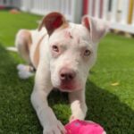 Bertha is a Terrier, American Staffordshire.