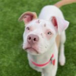 Bertha is a Terrier, American Staffordshire.