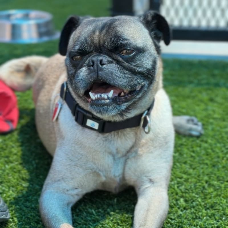 Terrance is a Pug.