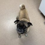 Terrance is a Pug.