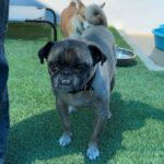 Terrance is a Pug.
