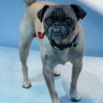 Terrance is a Pug.