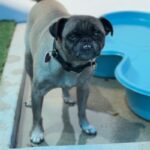 Terrance is a Pug.
