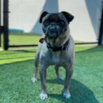 Terrance is a Pug.