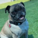 Terrance is a Pug.