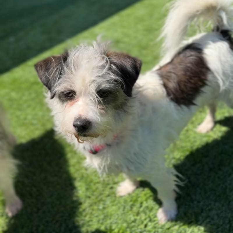 Paloma is a Terrier, Border.