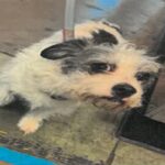 Paloma is a Terrier, Border.