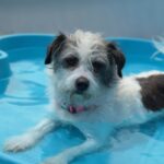 Paloma is a Terrier, Border.