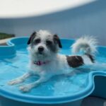 Paloma is a Terrier, Border.