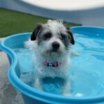 Paloma is a Terrier, Border.