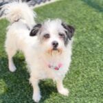 Paloma is a Terrier, Border.