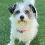 Paloma is a Terrier, Border.