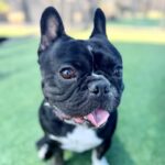 Mondo is a Bulldog, French.