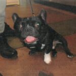 Mondo is a Bulldog, French.