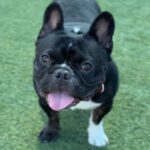 Mondo is a Bulldog, French.