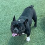 Mondo is a Bulldog, French.
