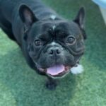 Mondo is a Bulldog, French.
