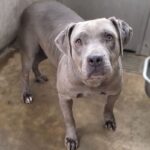 Willa is a Terrier, Pit Bull.