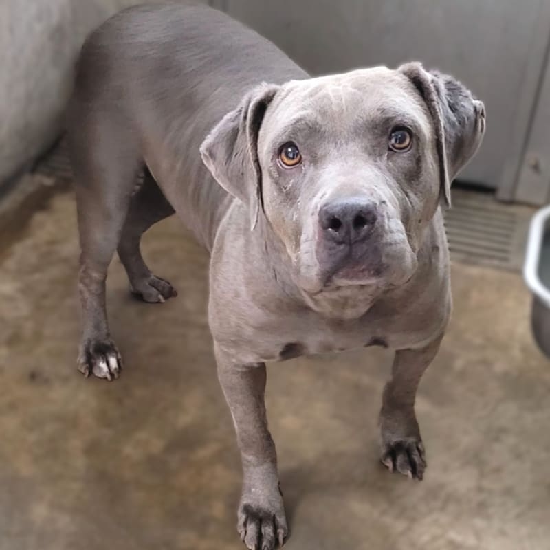 Willa is a Terrier, Pit Bull.