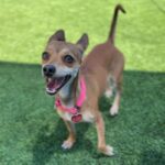 Maple is a Chihuahua, Short Coat.