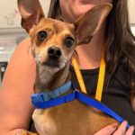 Maple is a Chihuahua, Short Coat.