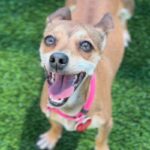 Maple is a Chihuahua, Short Coat.