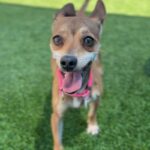 Maple is a Chihuahua, Short Coat.