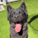 Blitz is a Shepherd, German/Husky, Siberian.