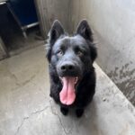 Blitz is a Shepherd, German/Husky, Siberian.