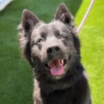Blitz is a Shepherd, German/Husky, Siberian.