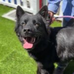 Blitz is a Shepherd, German/Husky, Siberian.