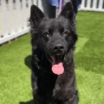 Blitz is a Shepherd, German/Husky, Siberian.