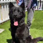 Blitz is a Shepherd, German/Husky, Siberian.