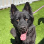 Blitz is a Shepherd, German/Husky, Siberian.