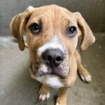 Pony is a Mastiff.