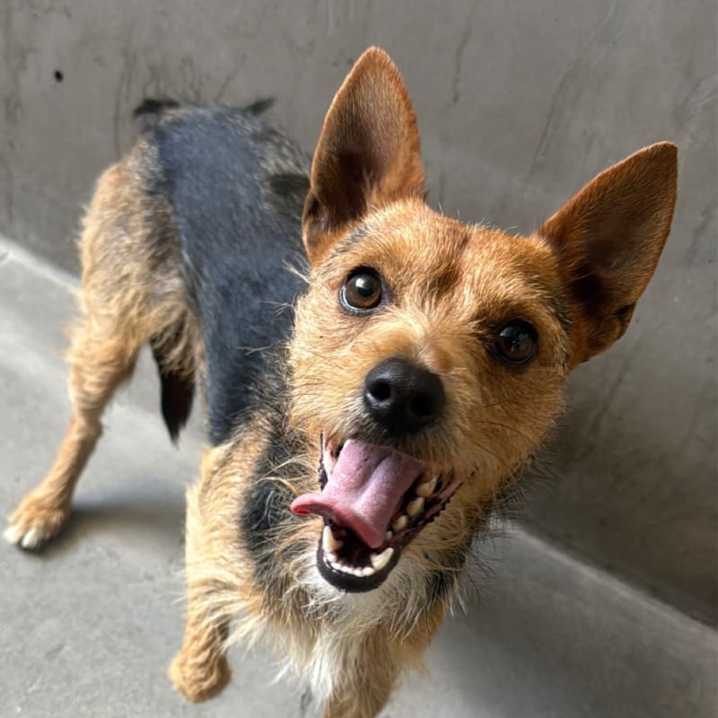 Beau is a Terrier, Yorkshire, Yorkie/Chihuahua.